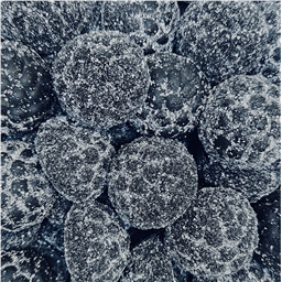 Ежевика Лакричная, 100гр