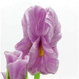 Карамель Ирис в горшке, Гигант, 1 шт, 450gr