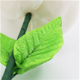 Гигантский Пион, 1 шт, 330 gr 